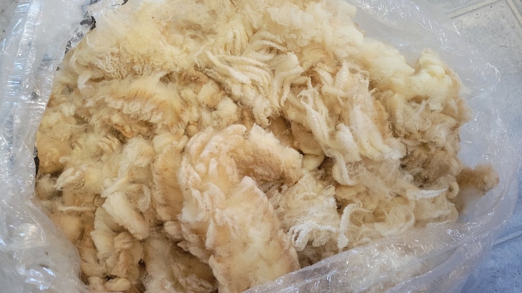 My first fleece from a Gulf Coast Native sheep named Dixie