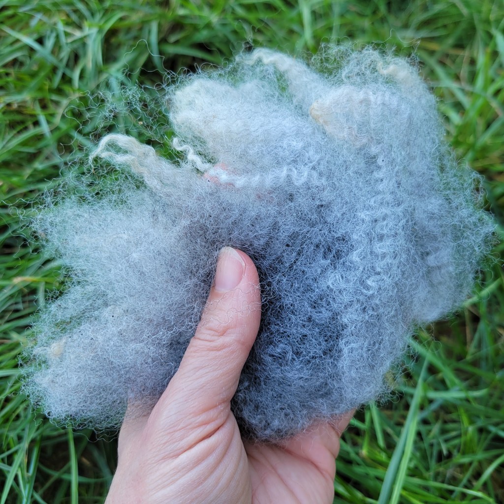 A hand holds scoured grayish Shetland locks to show what they look like once cleaned