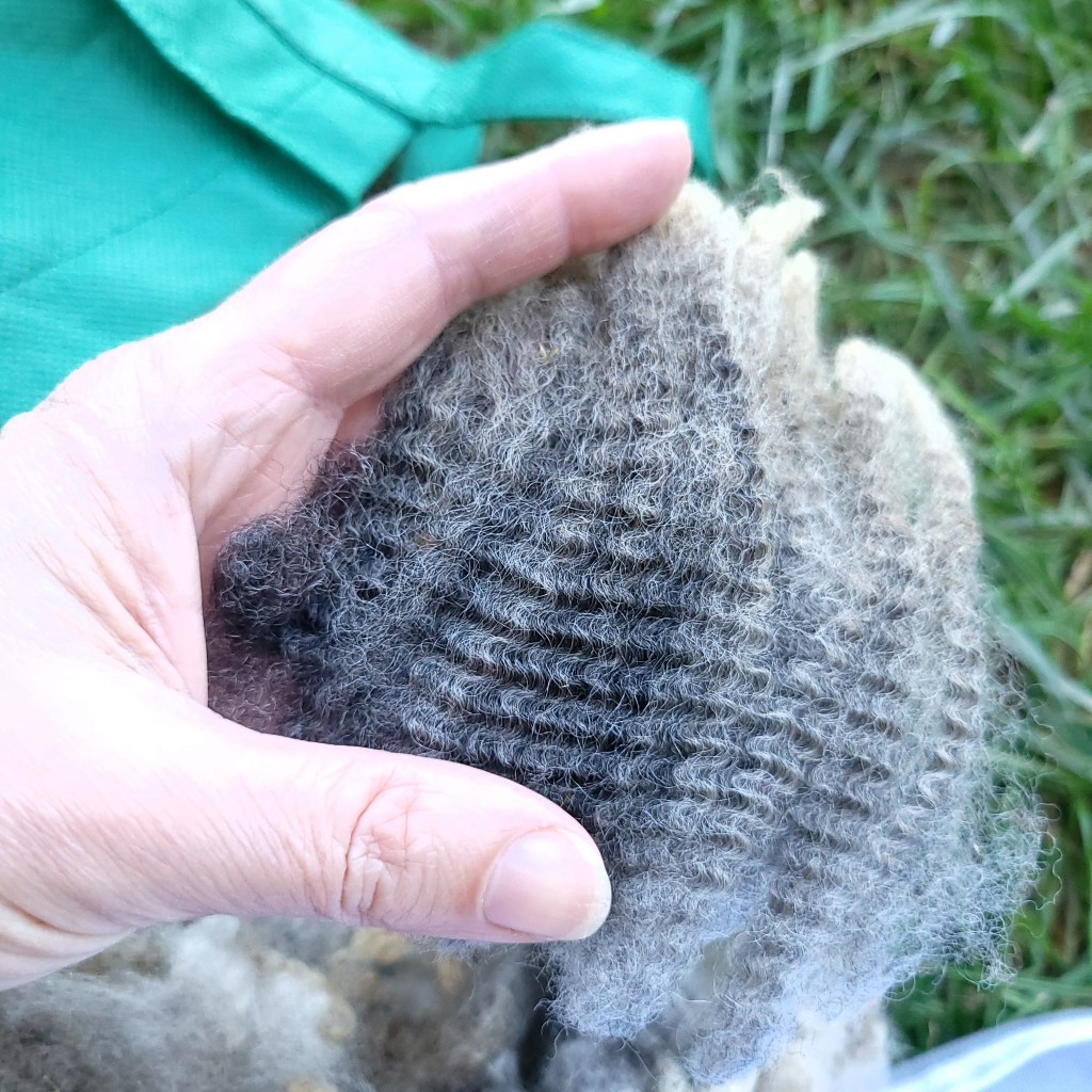 A hand holds grayish locks from a Shetland fleece to show the crimp.